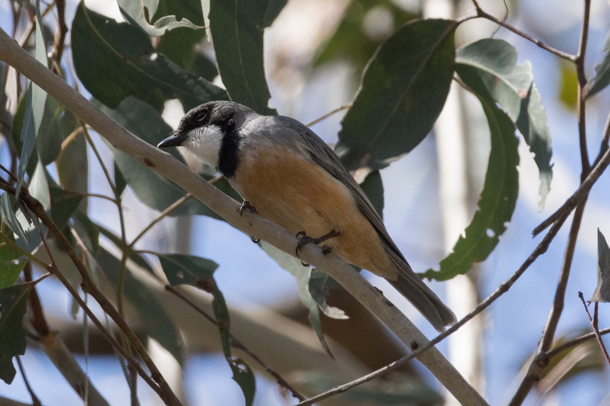 Rufous Whistler - ML641840085