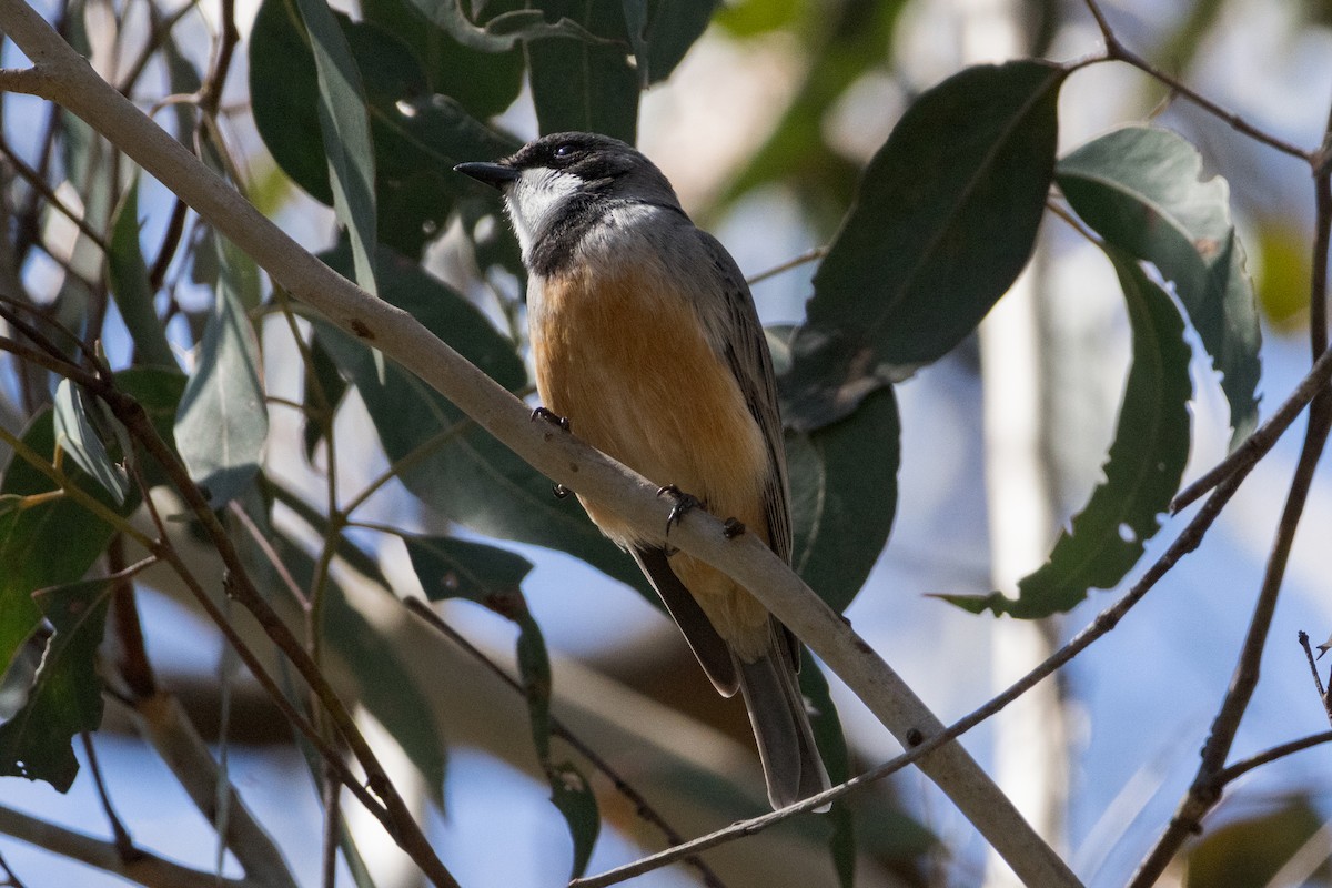 Rufous Whistler - ML641840086