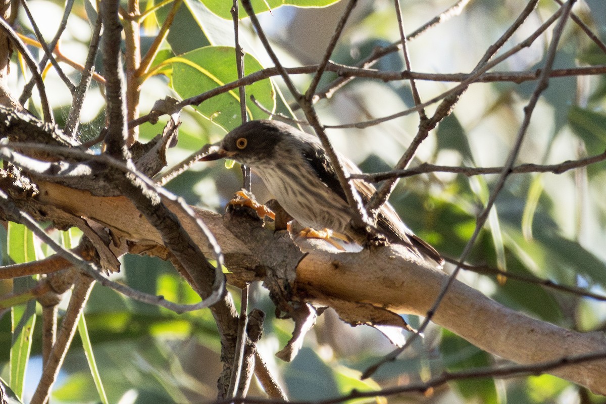 Varied Sittella - ML641840105