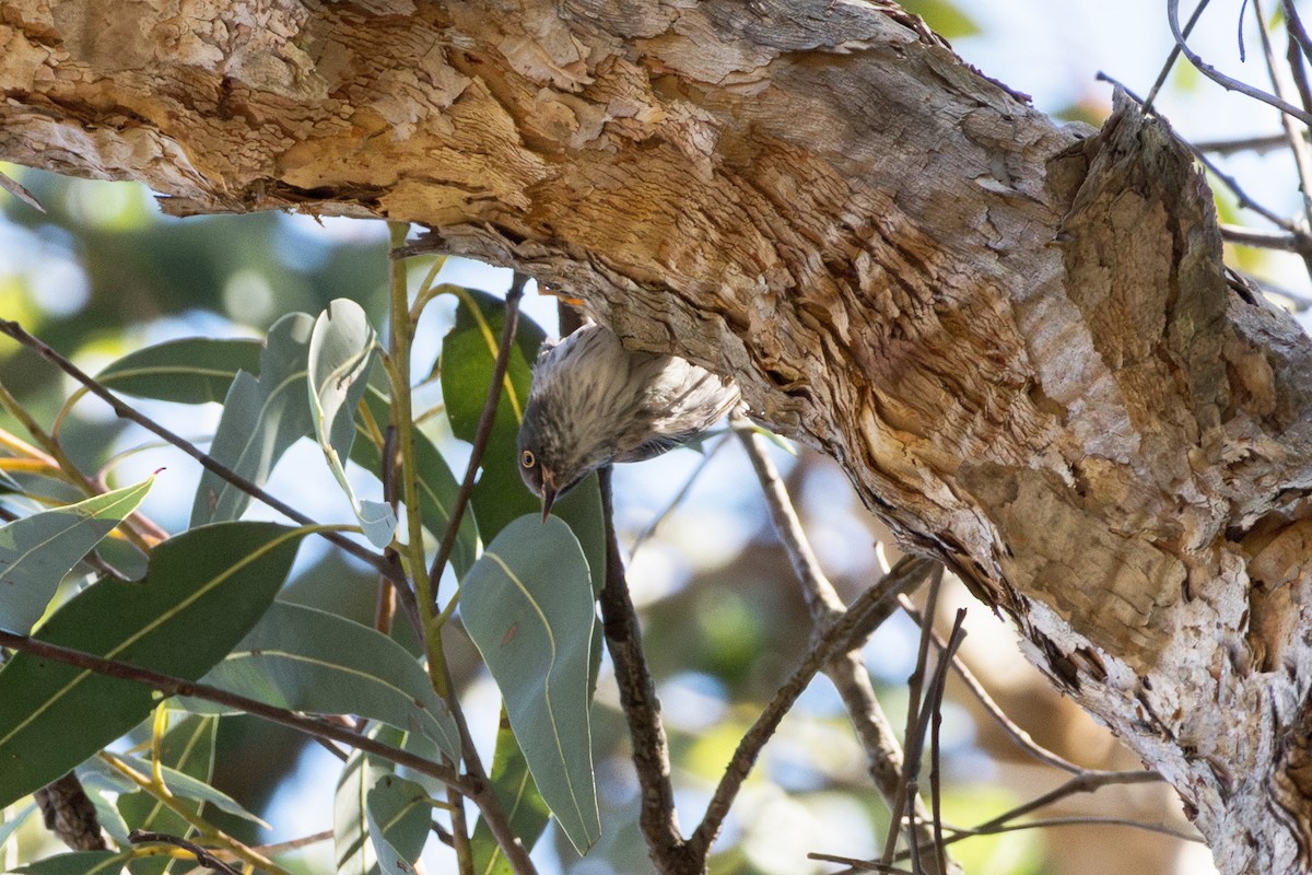 Varied Sittella - ML641840106