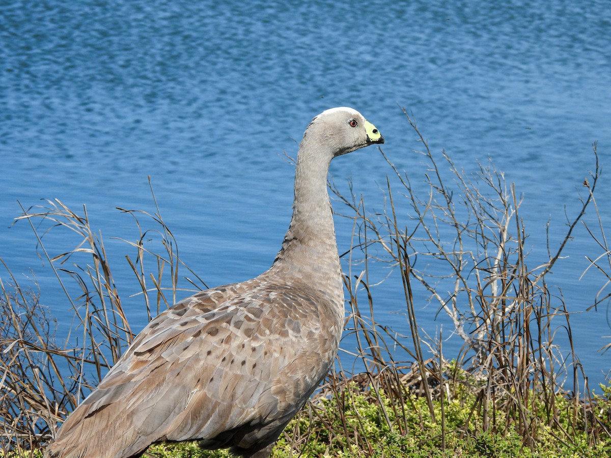 Cape Barren Goose - ML641840134