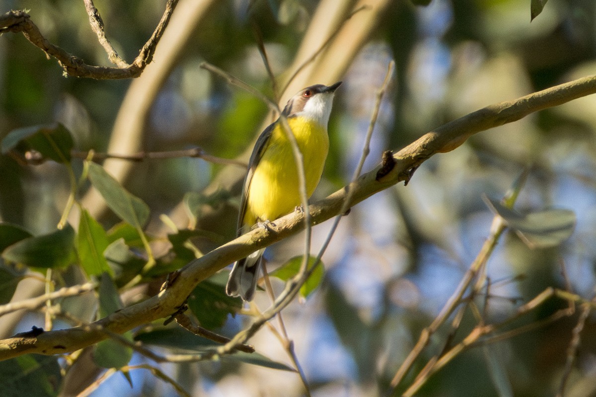 White-throated Gerygone - ML641840135