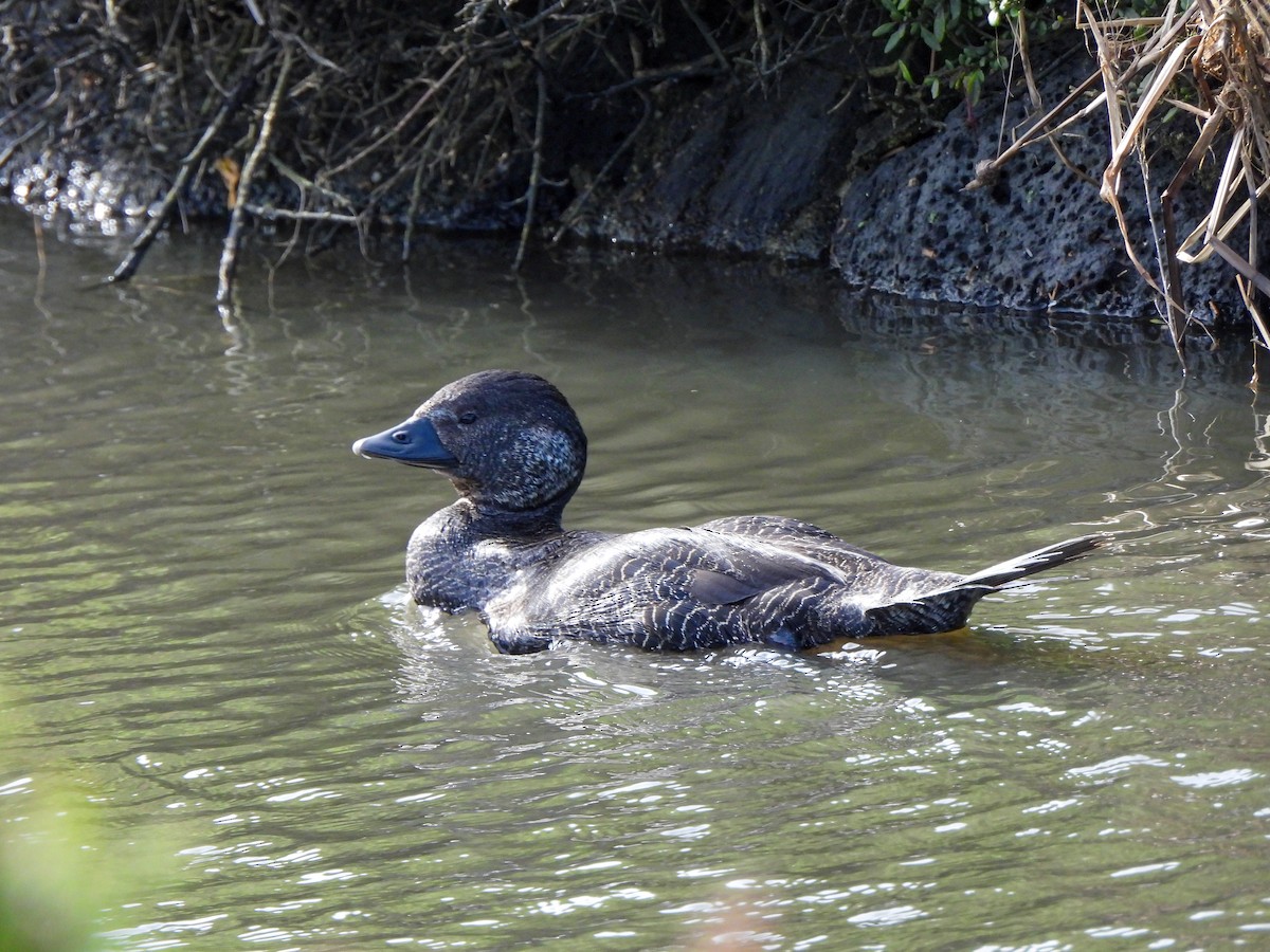 Musk Duck - ML641840136