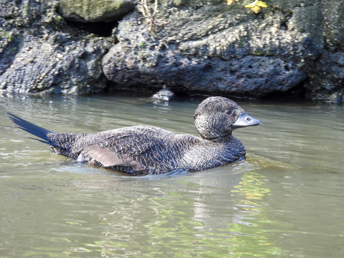 Musk Duck - ML641840137