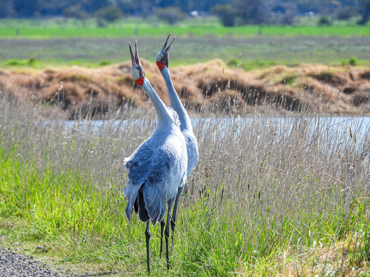 Brolga - ML641840142
