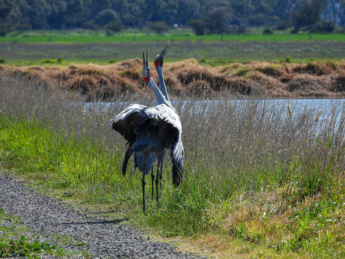 Brolga - ML641840143