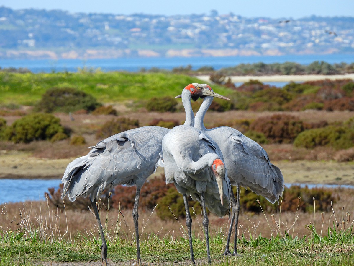 Brolga - ML641840145