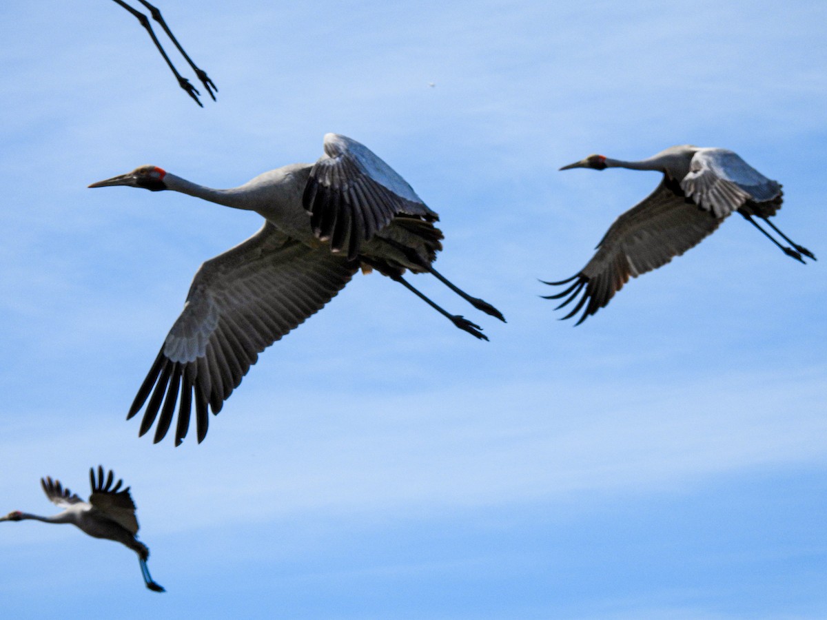 Brolga - ML641840146