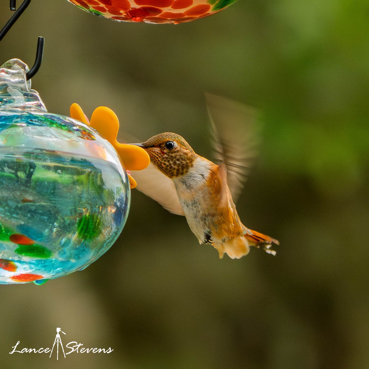 Rufous Hummingbird - ML641840178