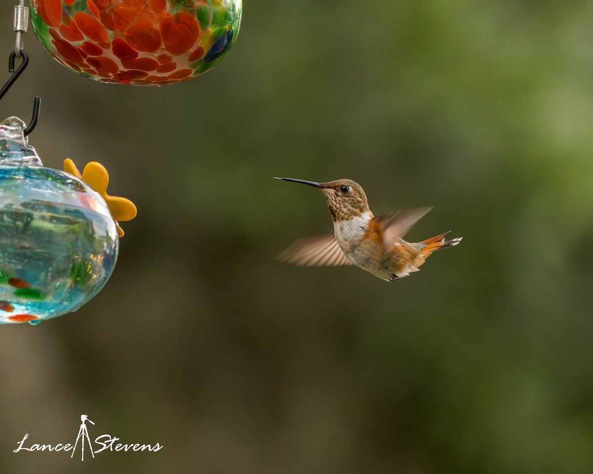 Rufous Hummingbird - ML641840179
