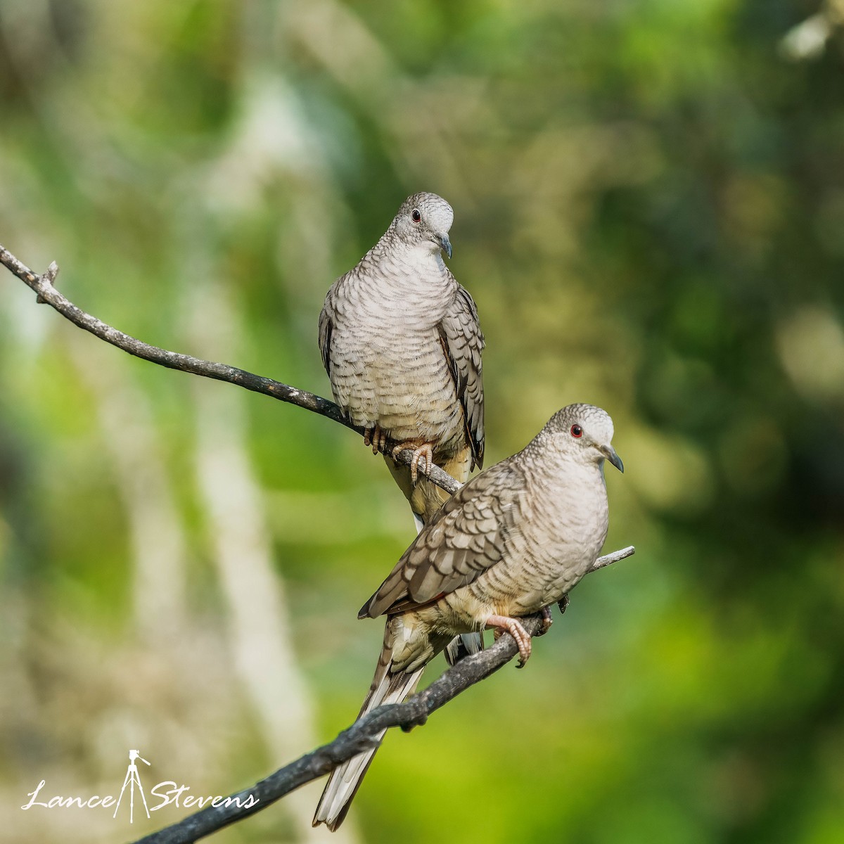 Inca Dove - ML641840188