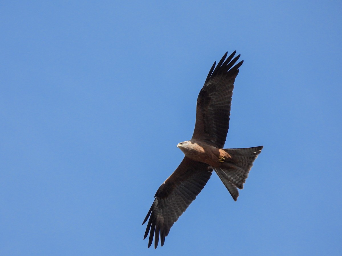 Black Kite - ML641840190