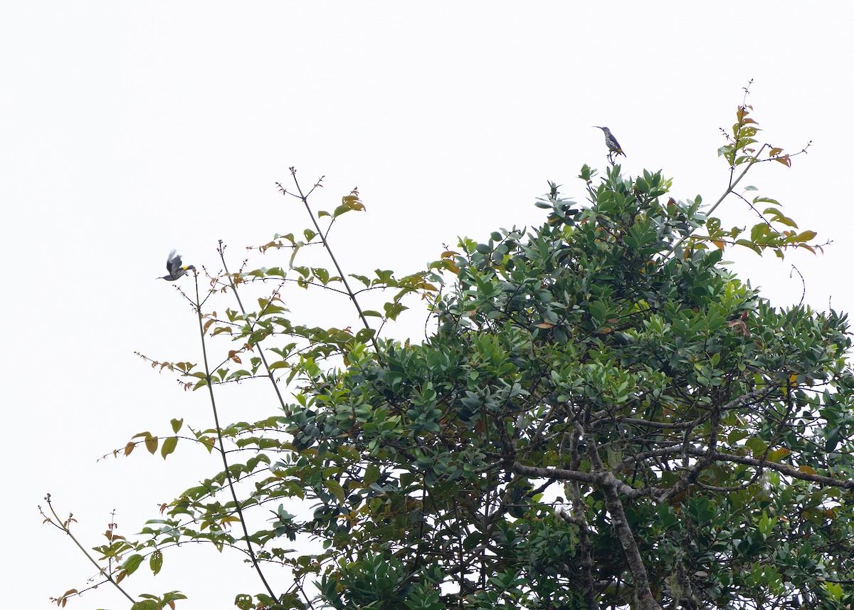 Whitehead's Spiderhunter - ML641840192