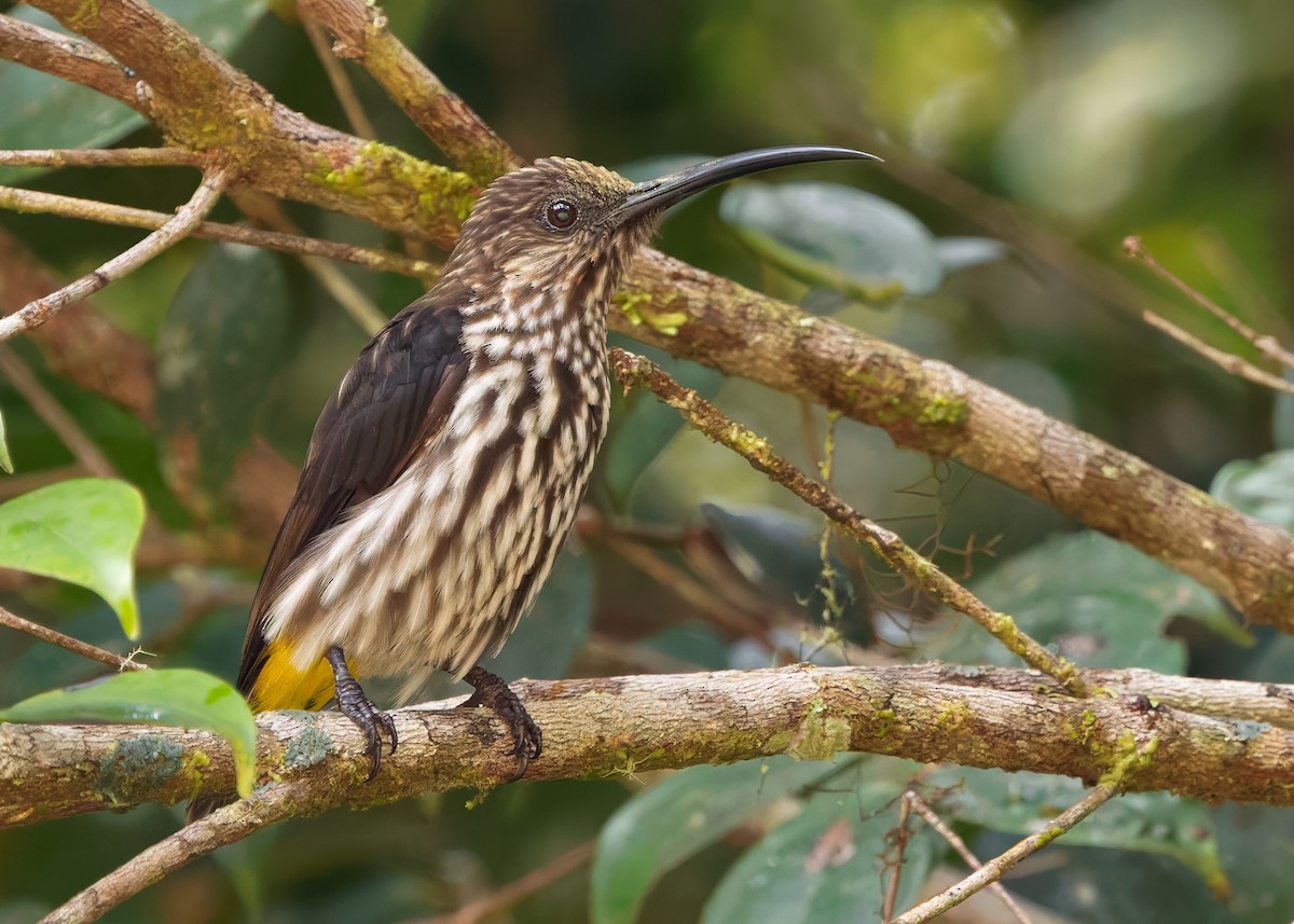 Whitehead's Spiderhunter - ML641840197