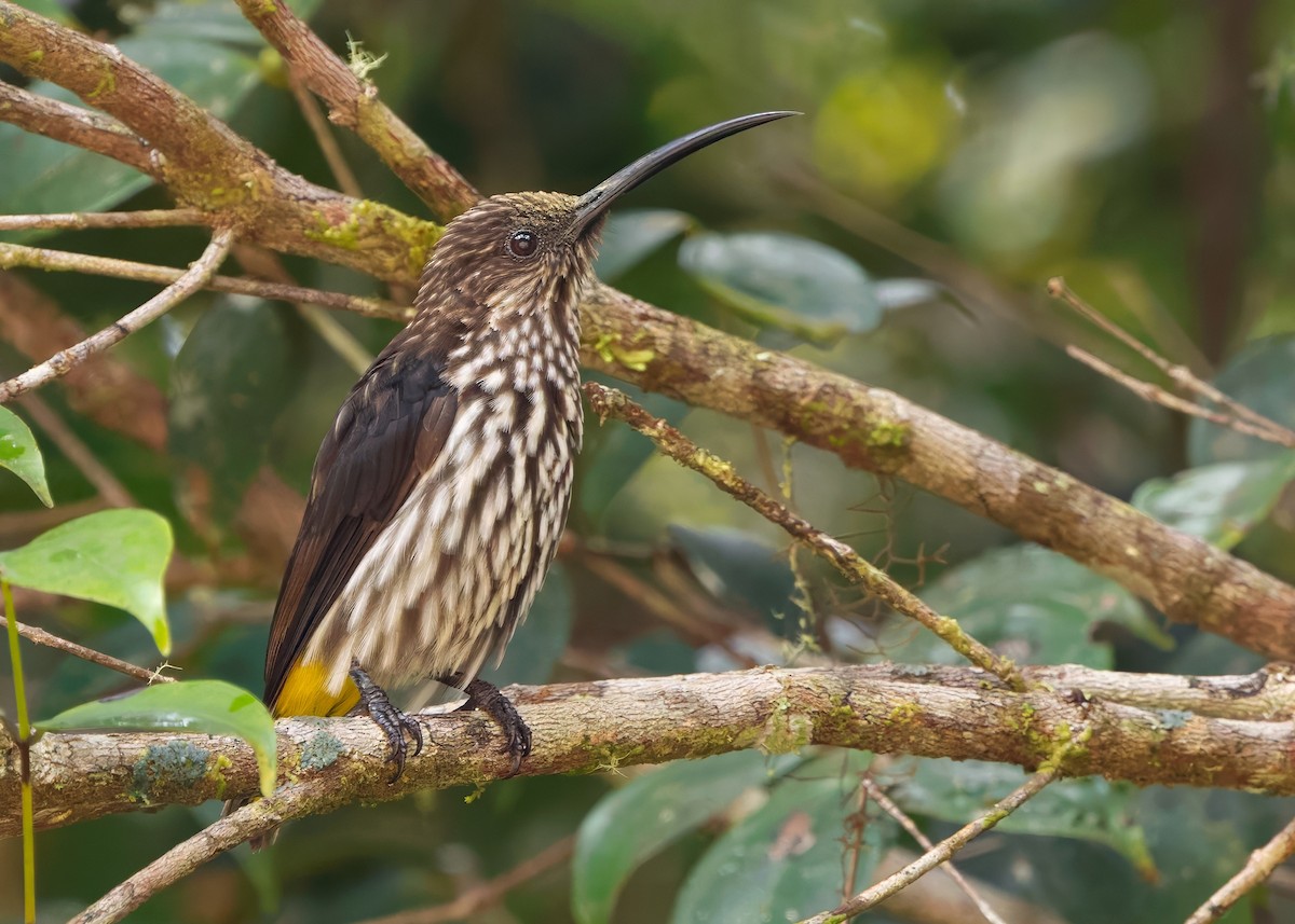 Whitehead's Spiderhunter - ML641840198
