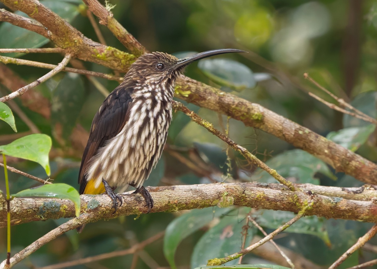 Whitehead's Spiderhunter - ML641840199
