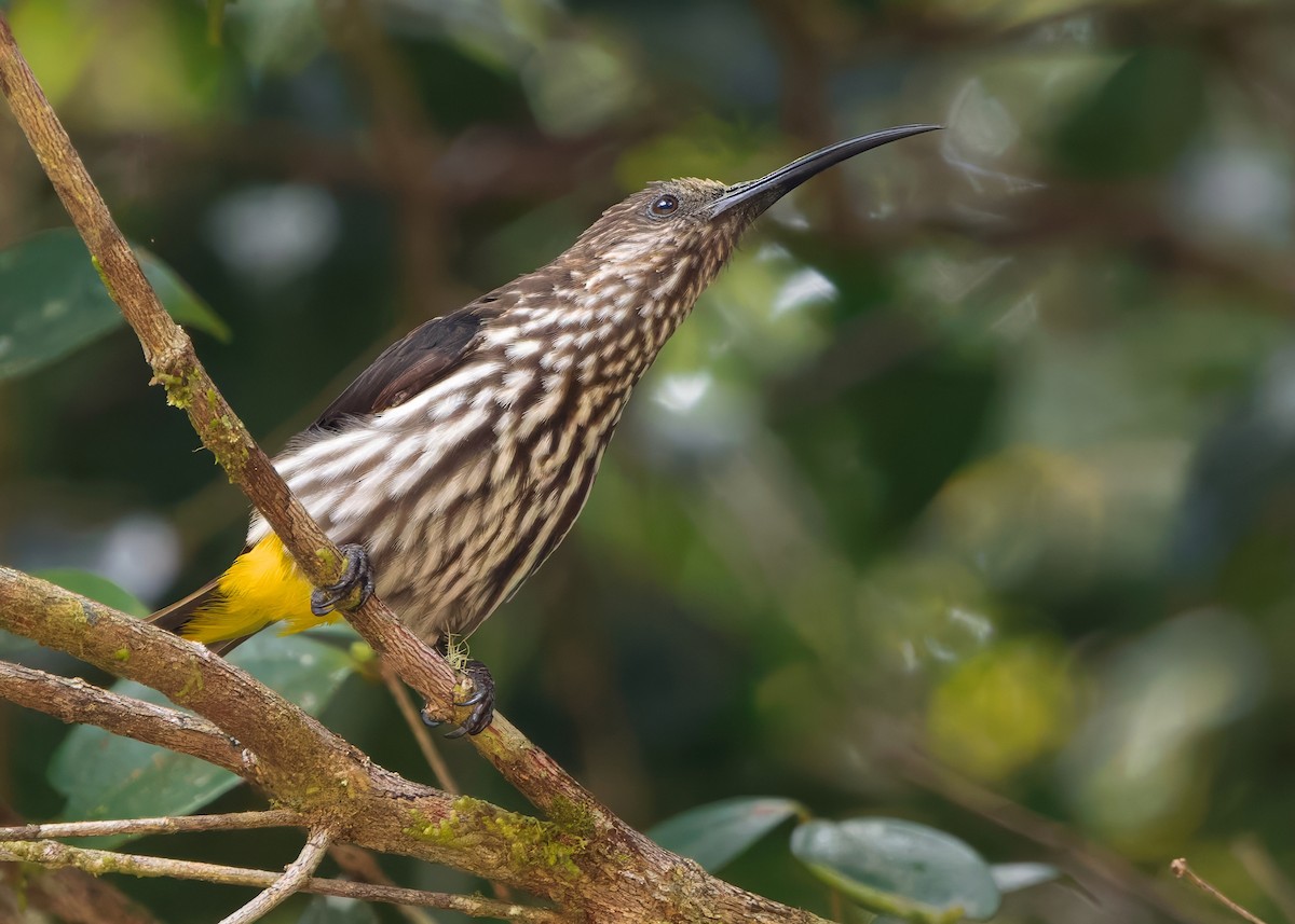 Whitehead's Spiderhunter - ML641840200