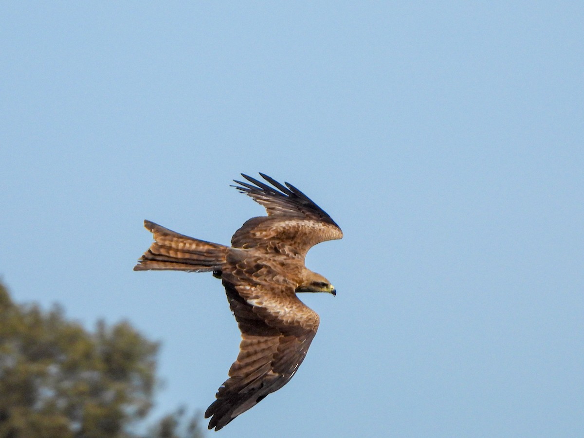 Black Kite - ML641840203