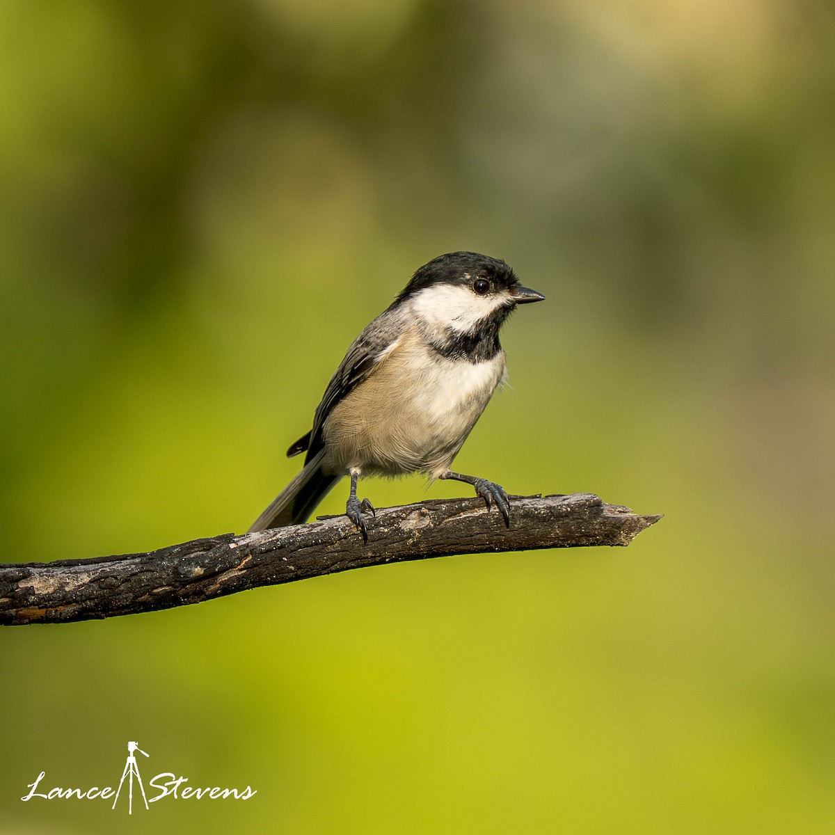 Carolina Chickadee - ML641840204