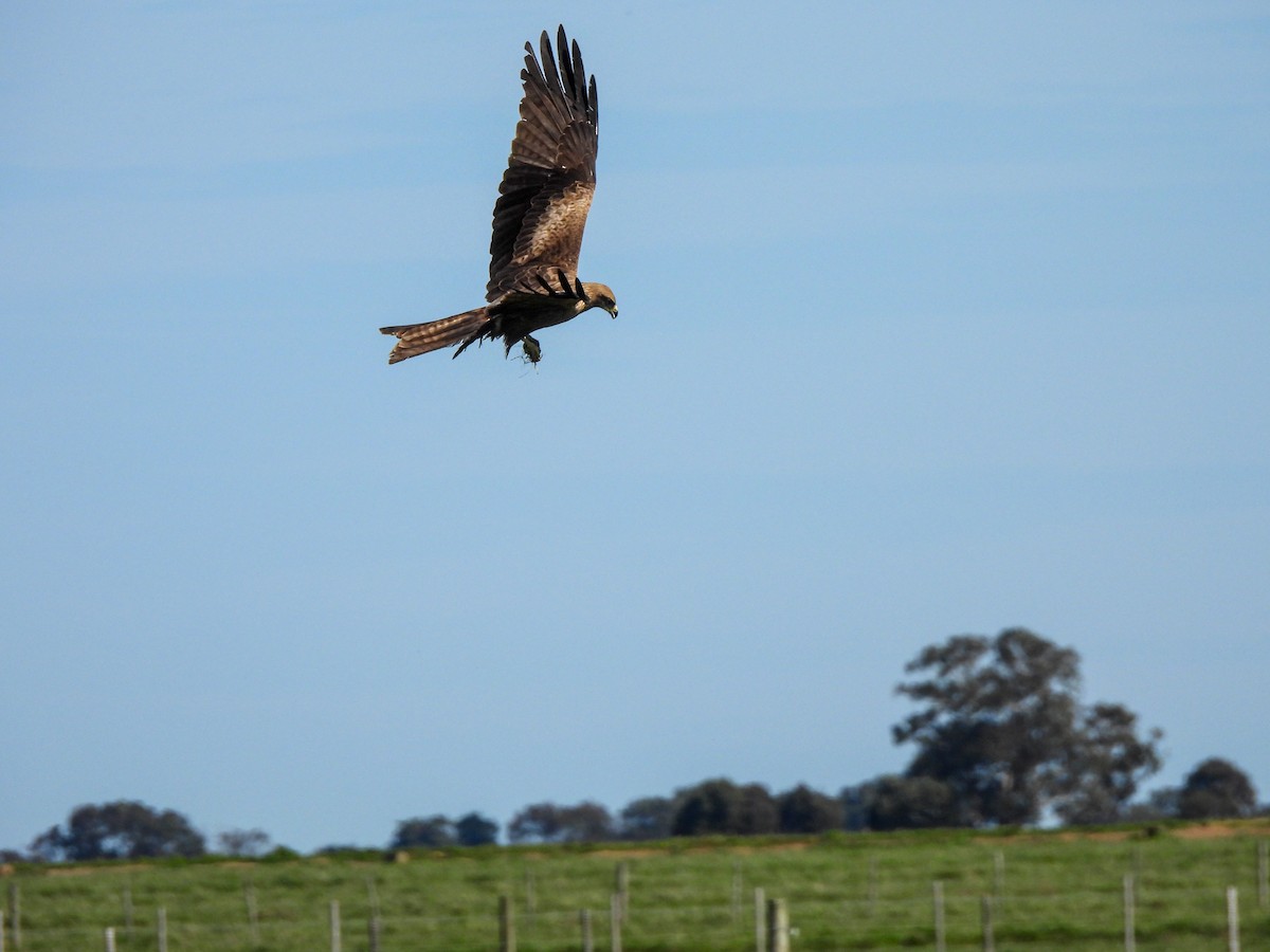 Black Kite - ML641840205
