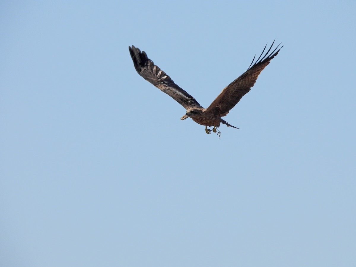 Black Kite - ML641840207