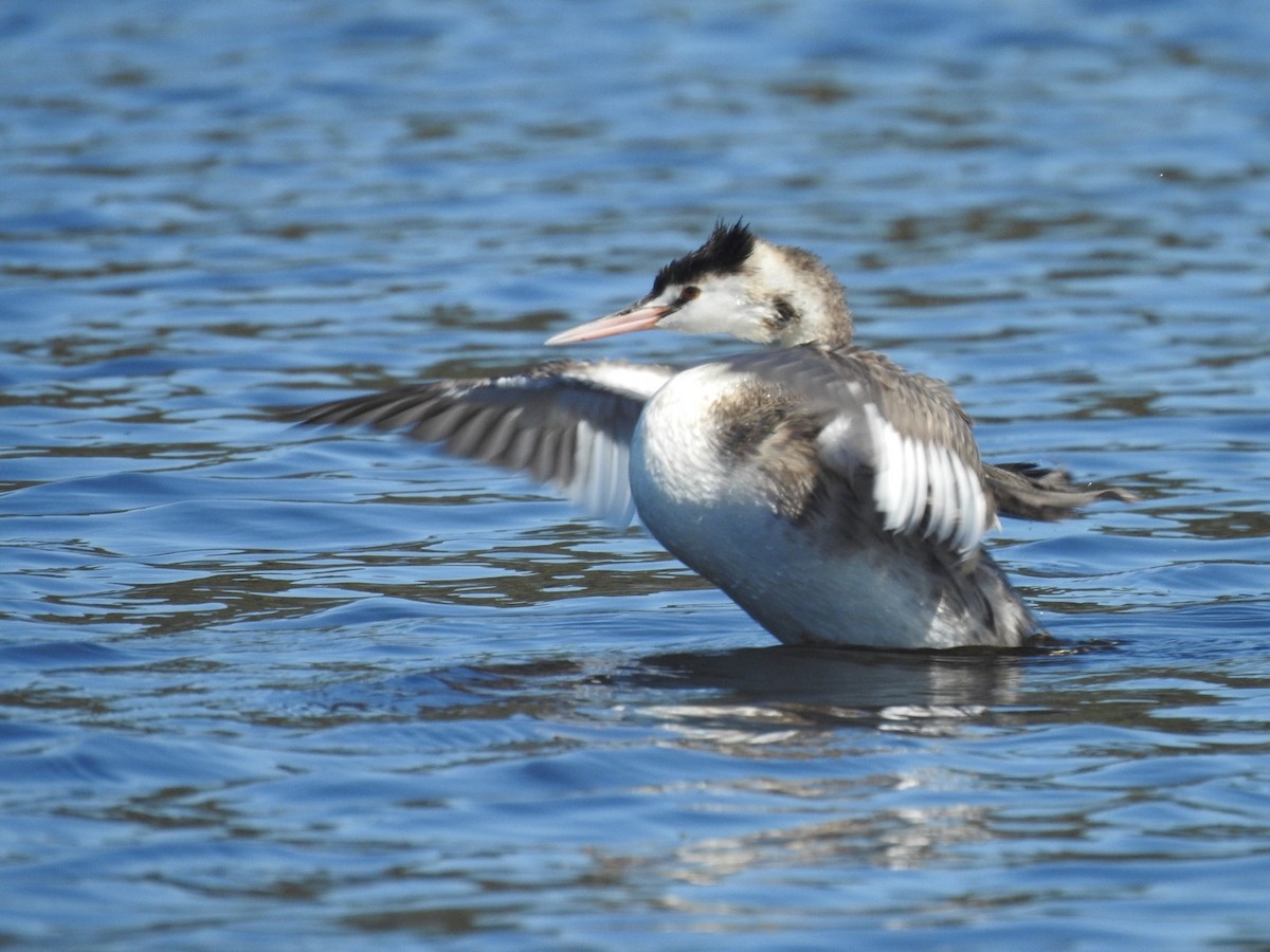 Great Crested Grebe - ML641840209