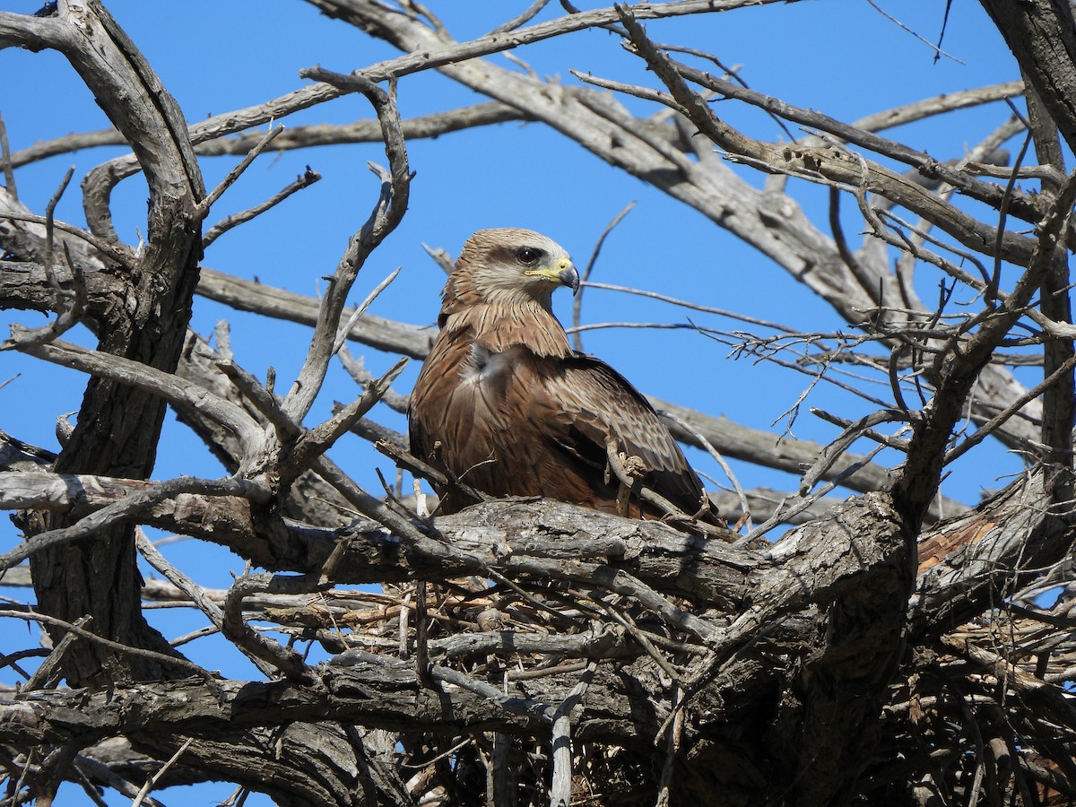 Black Kite - ML641840210