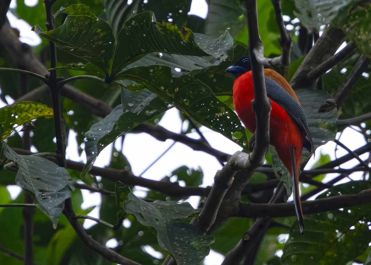Scarlet-rumped Trogon - ML641840215