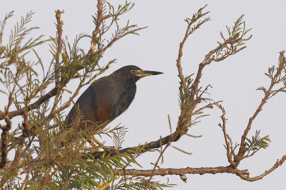 Rufous-bellied Heron - ML641840226