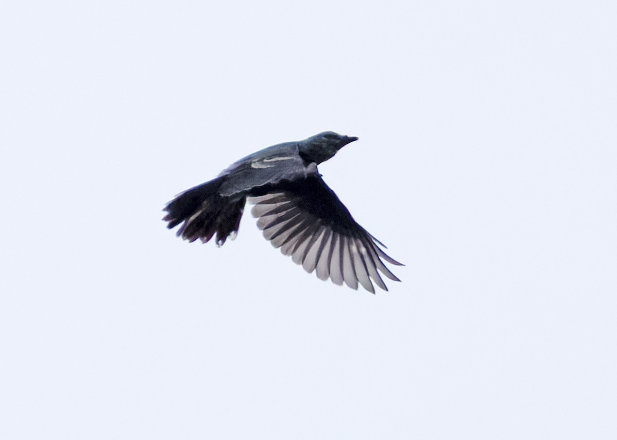 Lesser Cuckooshrike - ML641840227