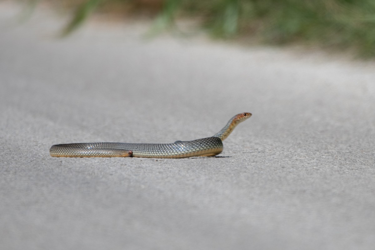 Caspian Whipsnake - ML641840234