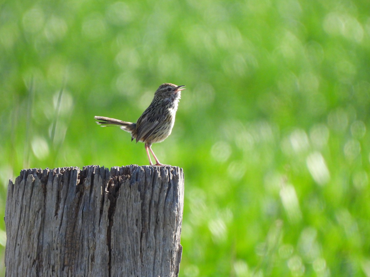 Striated Fieldwren - ML641840240