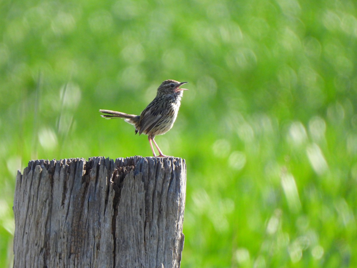 Striated Fieldwren - ML641840242