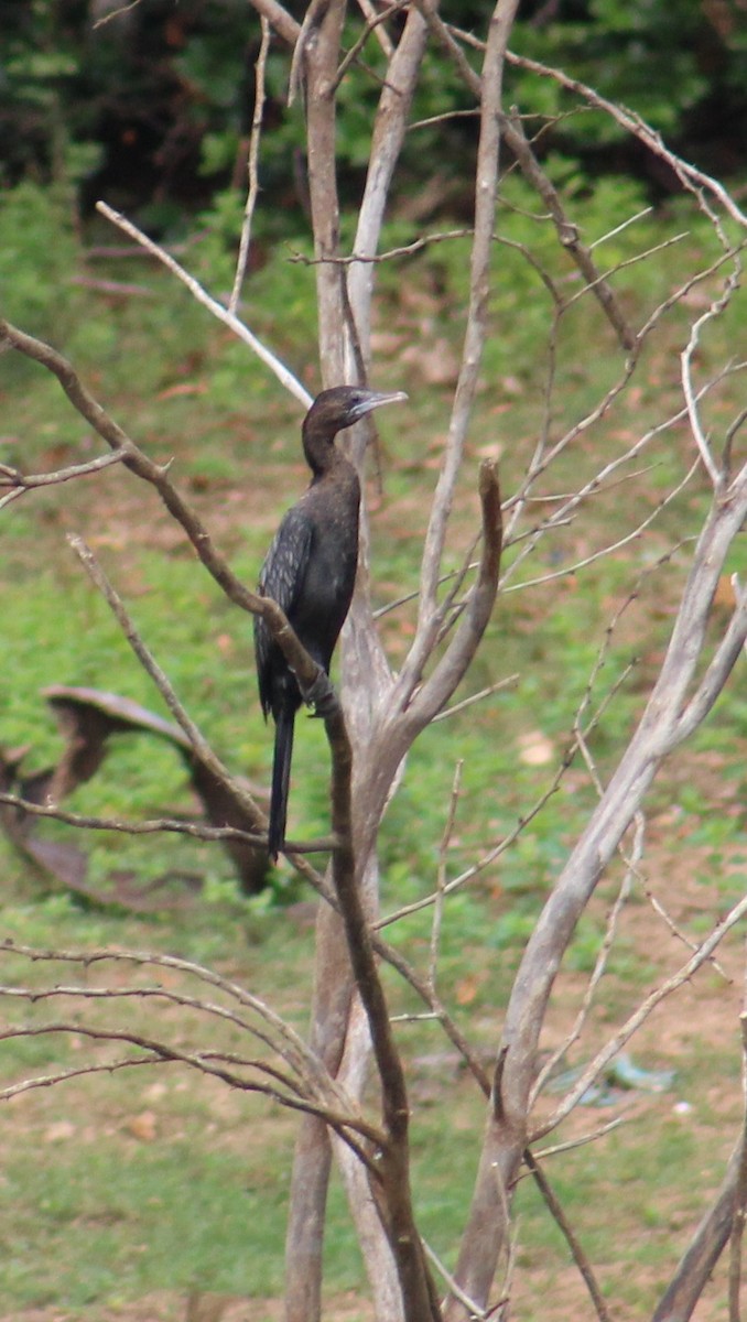 Little Cormorant - ML641840265