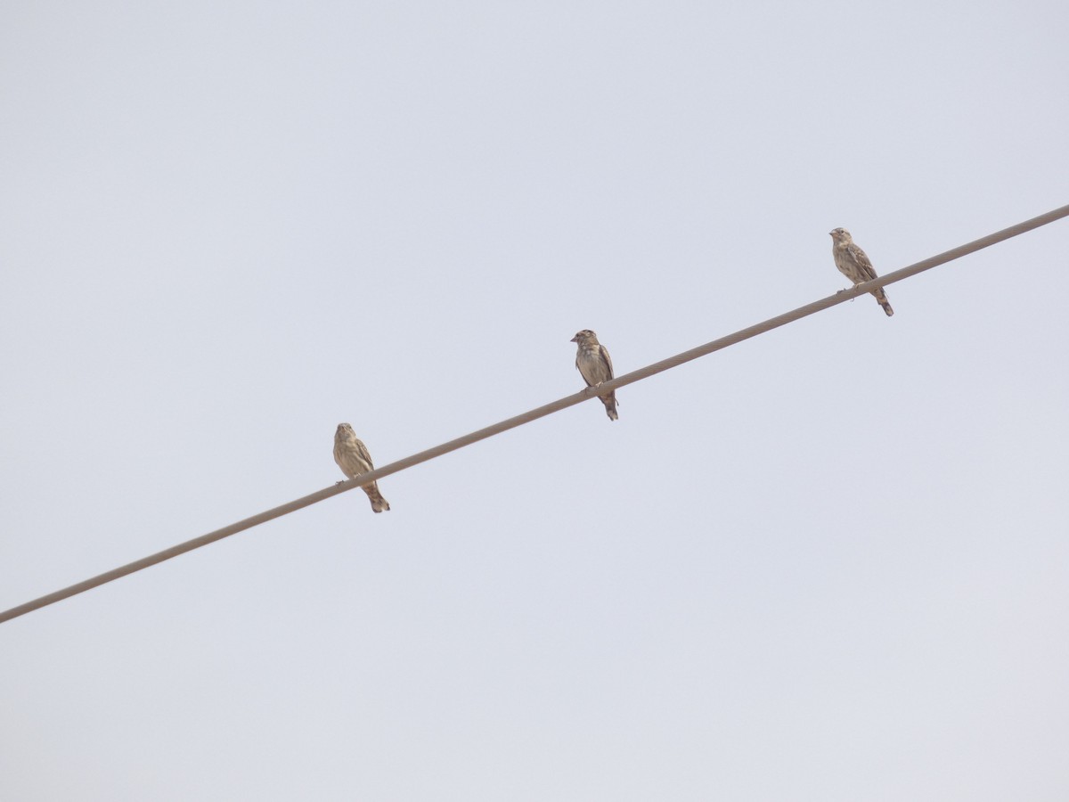 Rock Sparrow - ML641840274