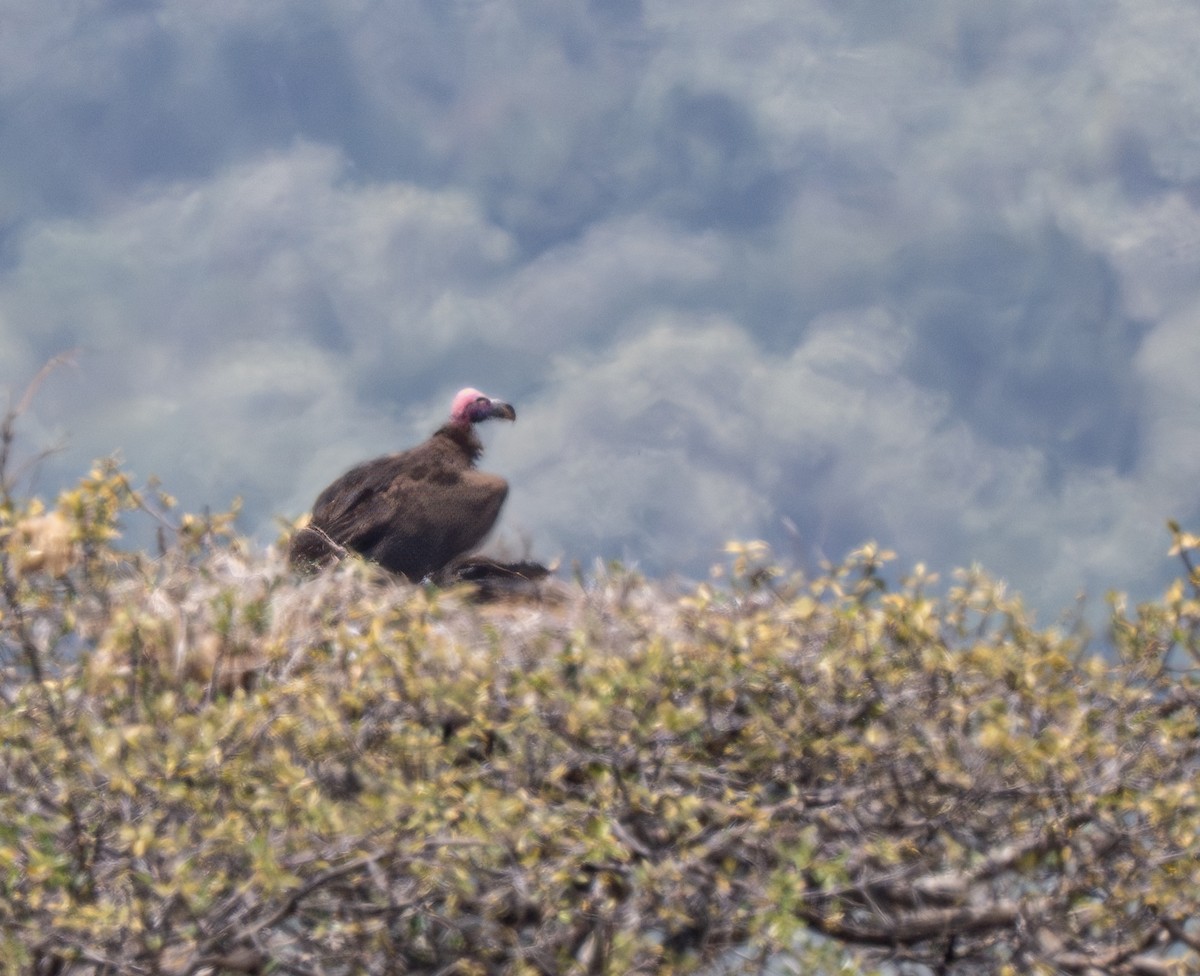 Lappet-faced Vulture - ML641840286