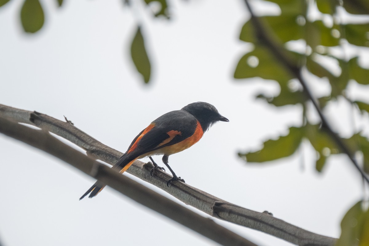 Small Minivet - ML641840287