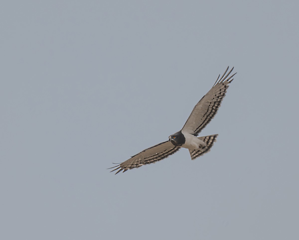 Black-chested Snake-Eagle - ML641840303