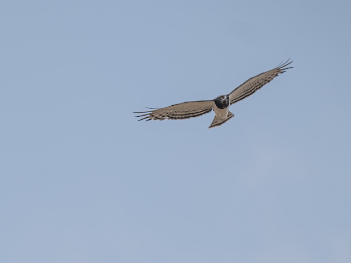 Black-chested Snake-Eagle - ML641840304