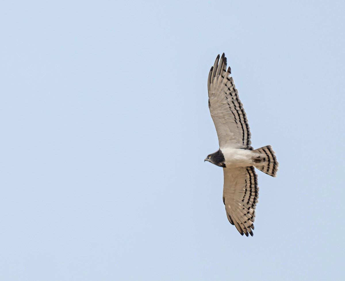 Black-chested Snake-Eagle - ML641840305