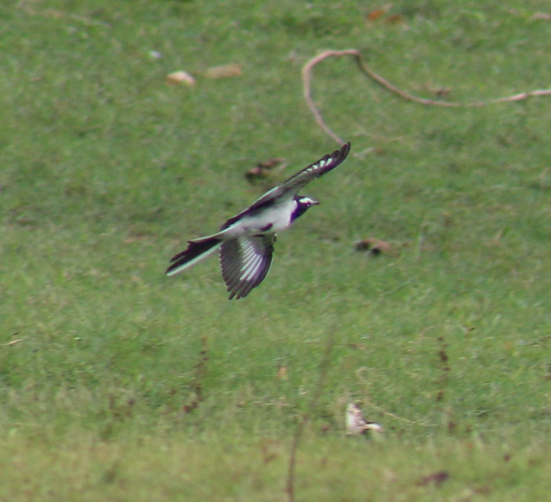 White-browed Wagtail - ML641840306