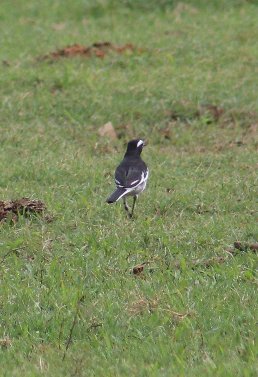 White-browed Wagtail - ML641840307