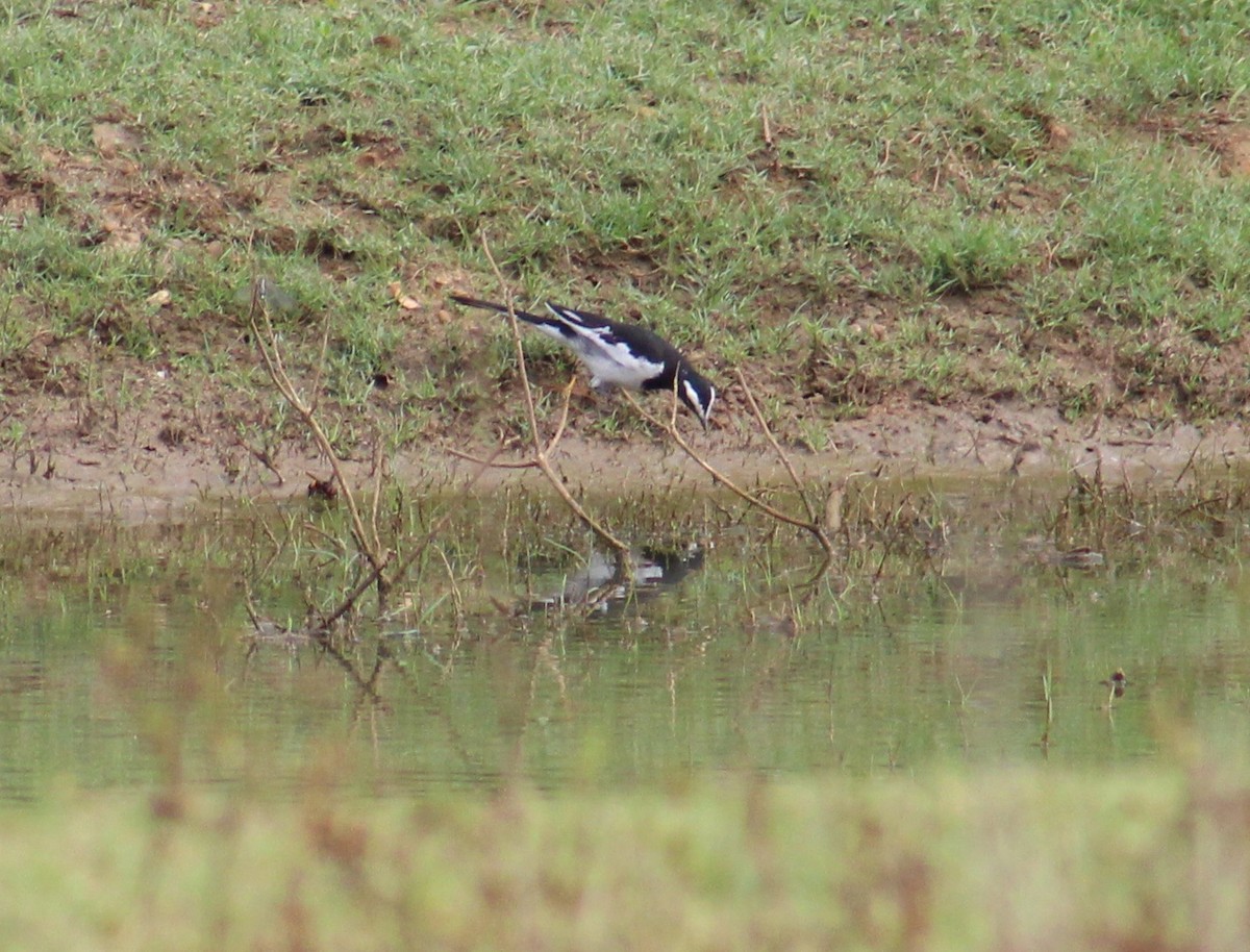 White-browed Wagtail - ML641840308