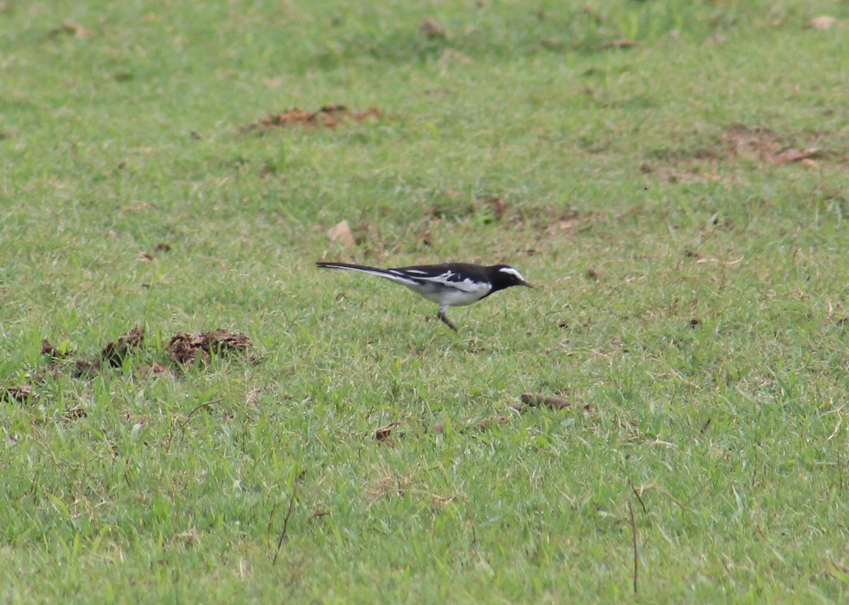 White-browed Wagtail - ML641840309