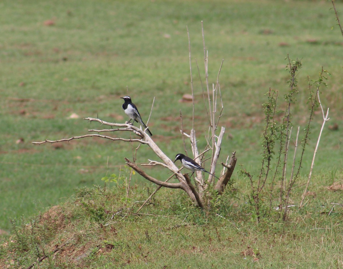 White-browed Wagtail - ML641840310