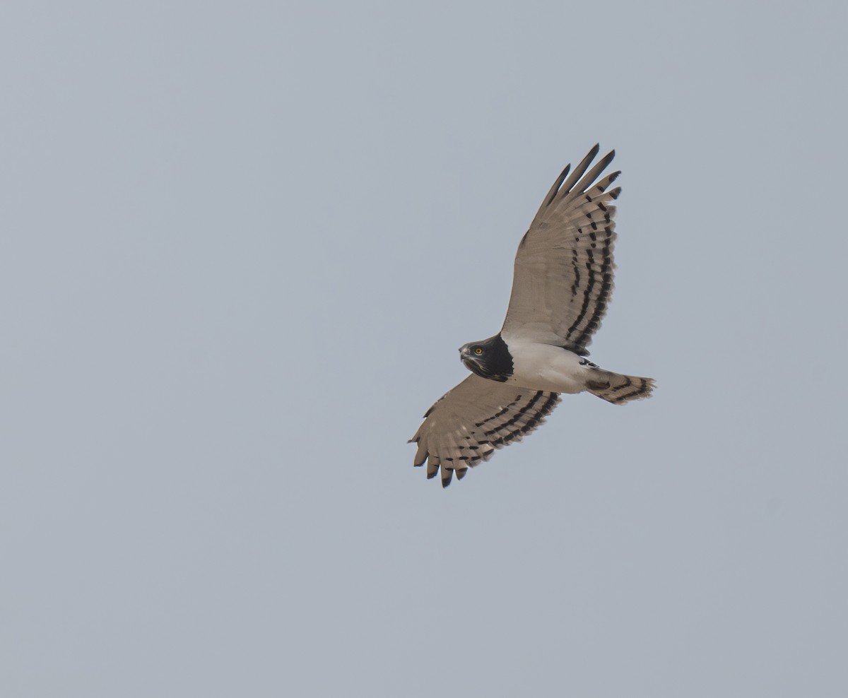 Black-chested Snake-Eagle - ML641840311