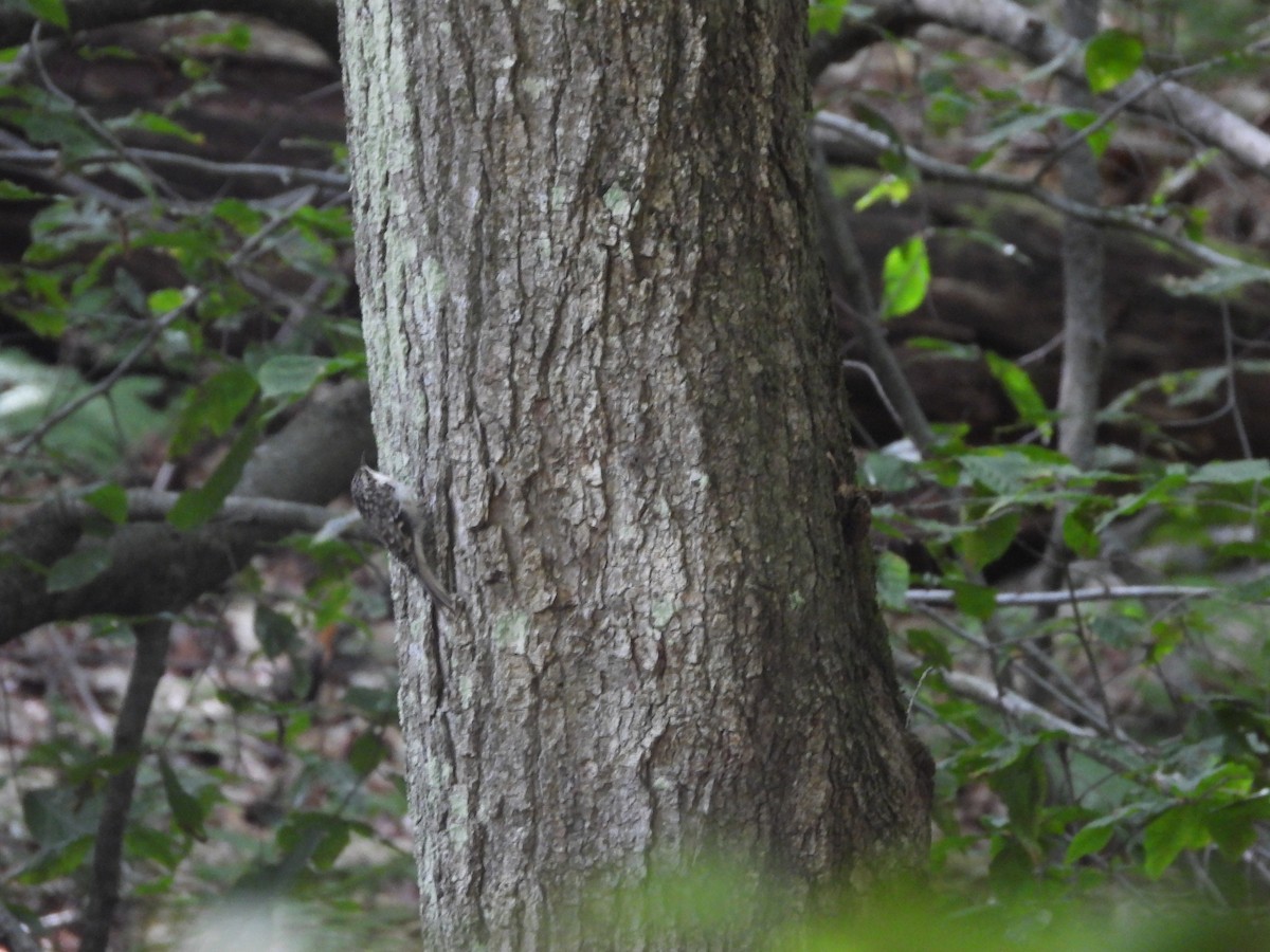 Brown Creeper - ML641840312