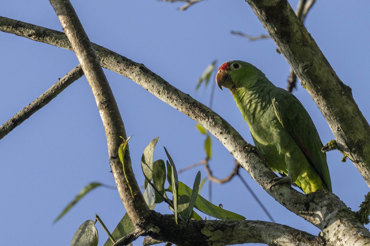 Red-lored Amazon - ML641840314