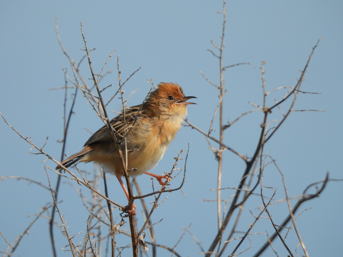 Golden-headed Cisticola - ML641840315