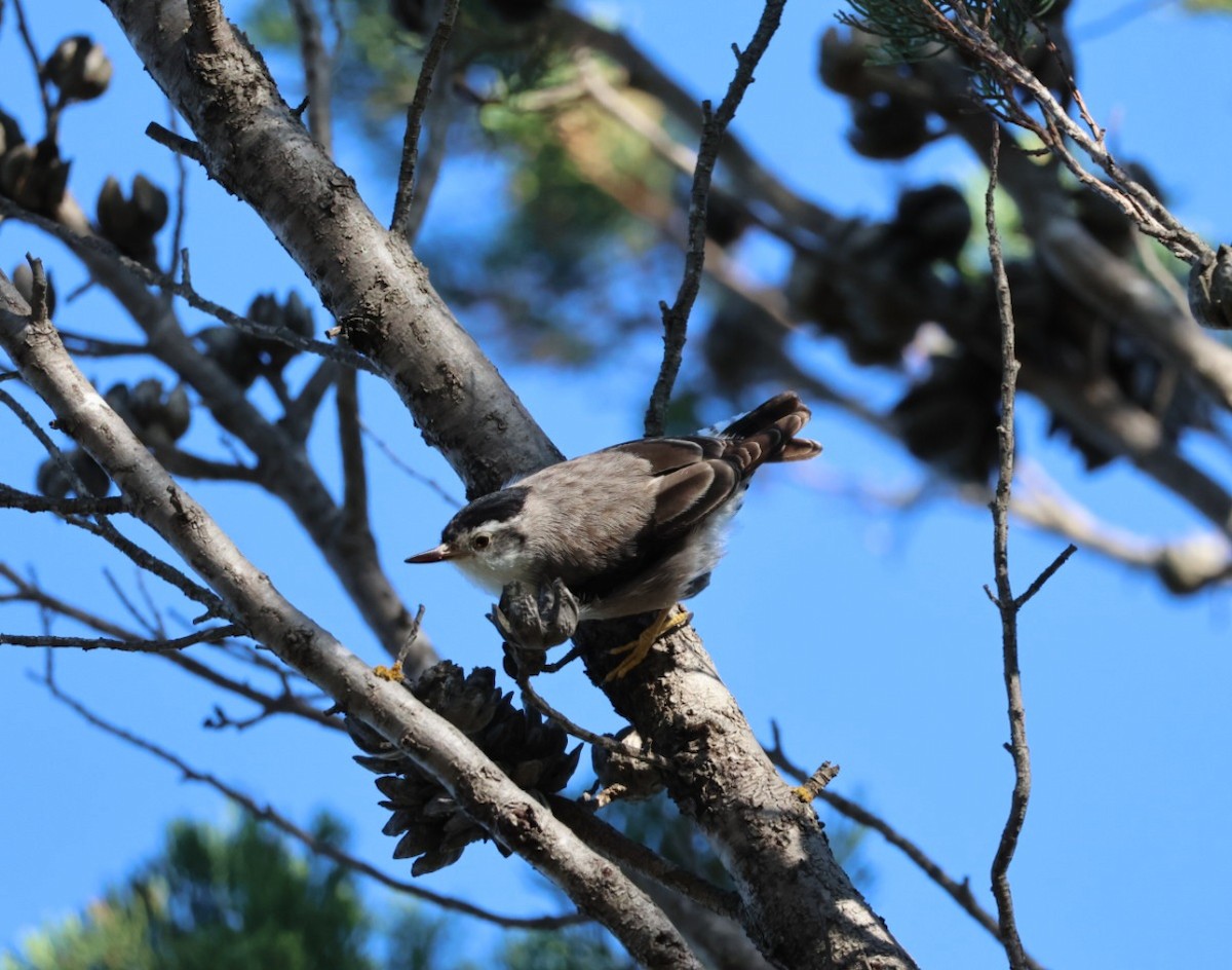 Varied Sittella - ML641840316